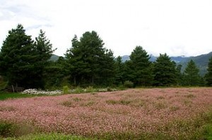 Field of buckwheat in Bumthang, Bhutan (Wikimedia Commons) 